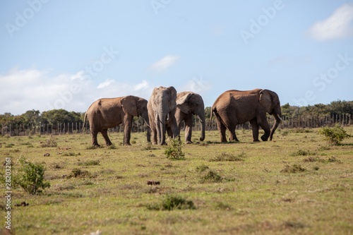 Elephant in South Africa  © Gary Hoban