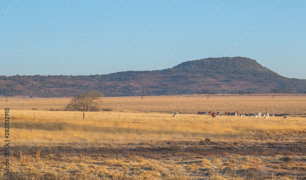 Winter farmland in the Midlands region of kwaZulu-Natal province of South Africa image in landscape format with copy space
