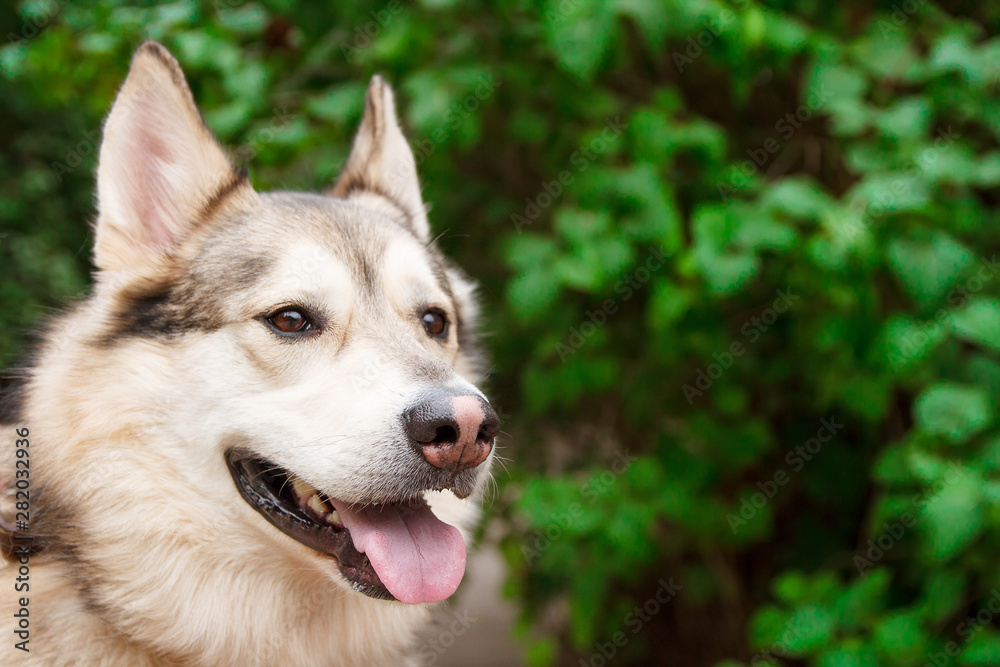 Happy husky portrait on green leaves background. Dog outdoors