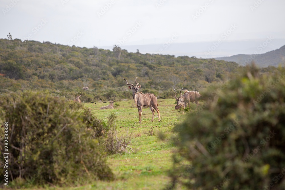 Naklejka premium South African antelope 