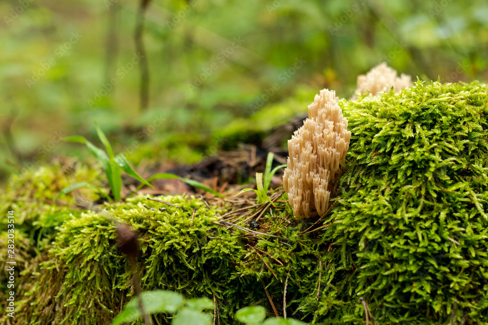 unusual mushrooms from a magical macrocosm on a background of green moss unusual mushrooms from a magical macrocosm on a background of green moss