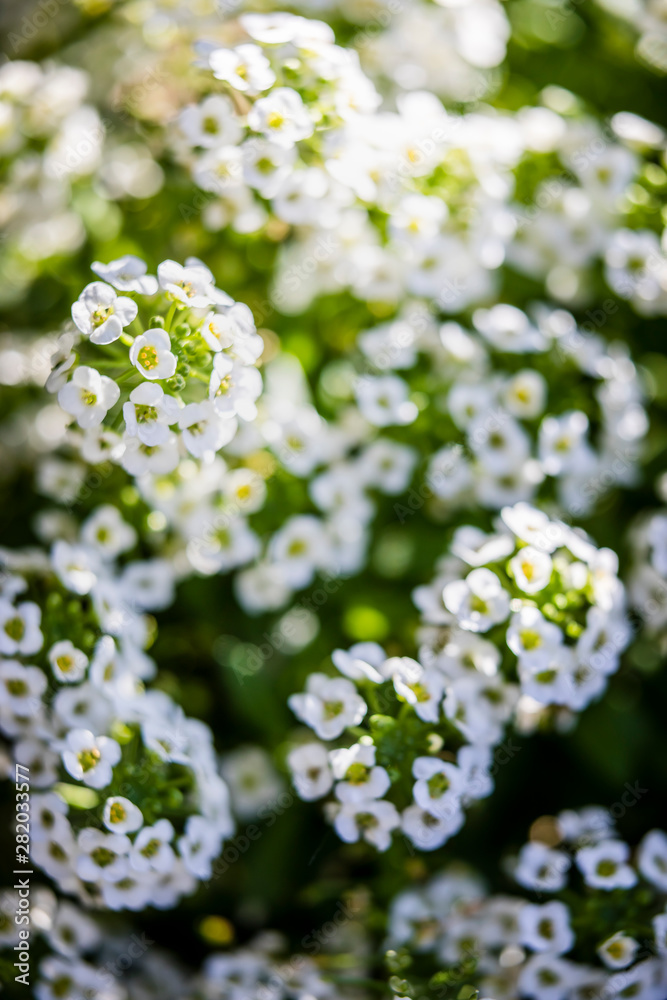 white flowers in the garden white flowers in the garden