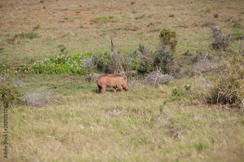 South African warthog 