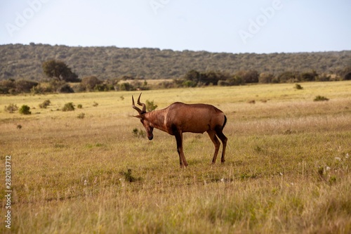 South African antelope 