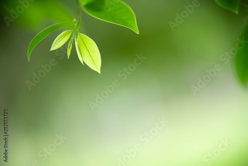 Nature of green leaf in garden at summer. Natural green leaves plants using as spring background cover page greenery environment ecology wallpaper © Fahkamram