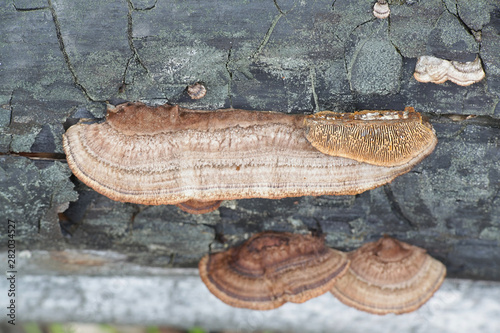 Gloeophyllum sepiarium, rusty gilled polypore, bracket fungus from Finland photo