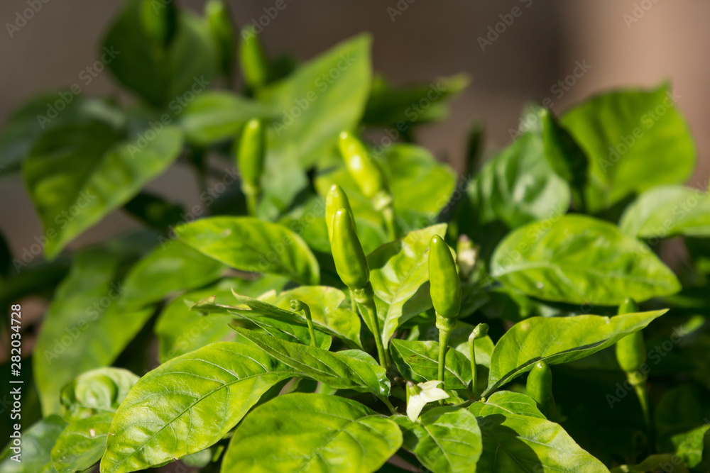 Chilli Padi or Bird's Eye Chilli Chilli Padi or Bird's Eye Chilli