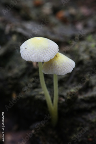 Bolbitius titubans, also known as Bolbitius vitellinus, commonly called Yellow Fieldcap or Egg-yolk Fieldcap, wild mushroom growing on cow dung in Finland