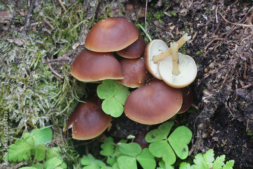 Gymnopus ocior, known also as Collybia ocior, a toughshank mushroom from Finland photo