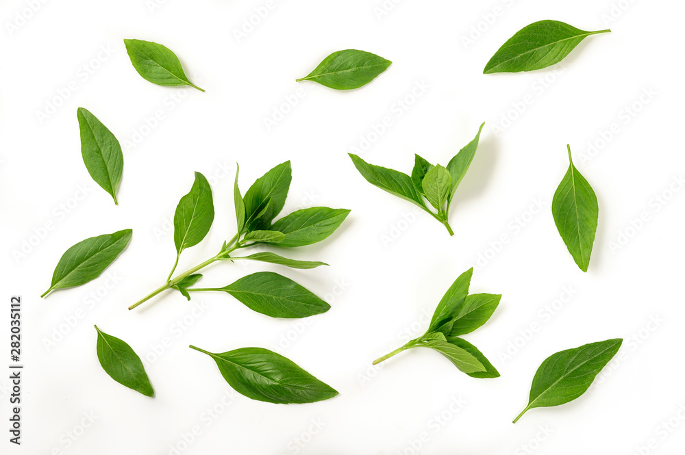 Sweet basil leaves on white background.Top view Sweet basil leaves on white background.Top view