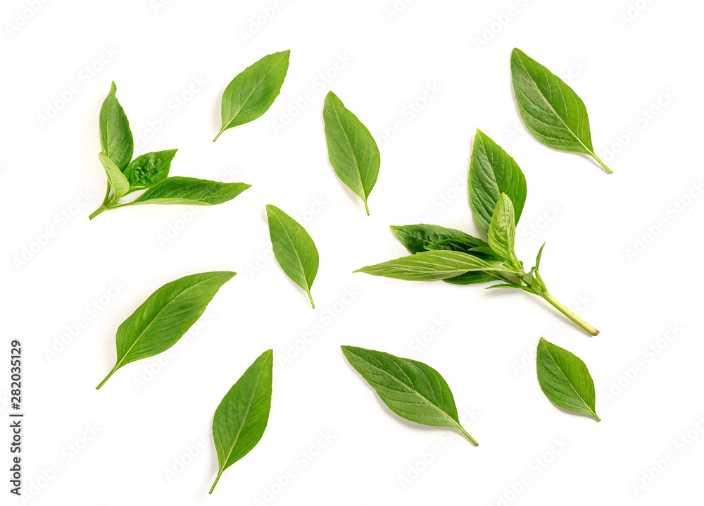 Sweet basil leaves isolated on white background. top view