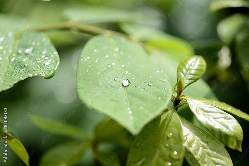 Raindrops on green leaves in tropical garden close-up Raindrops on green leaves in tropical garden close-up