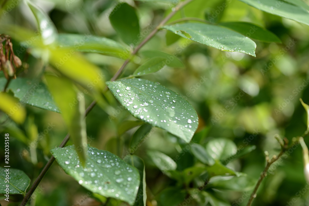 Raindrops on green leaves in tropical garden close-up Raindrops on green leaves in tropical garden close-up