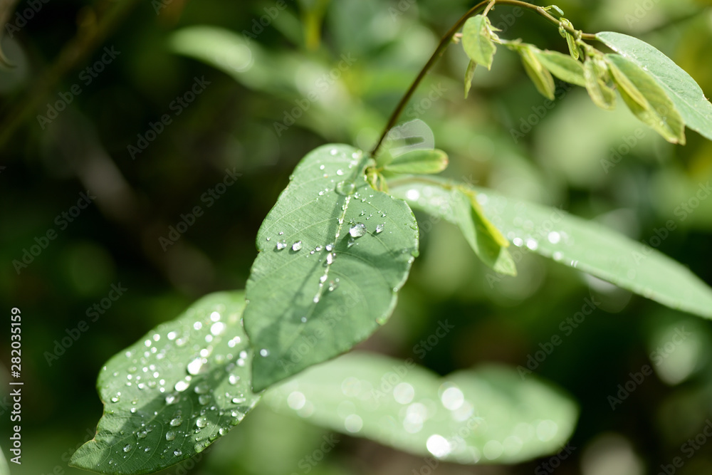 Raindrops on green leaves in tropical garden close-up Raindrops on green leaves in tropical garden close-up
