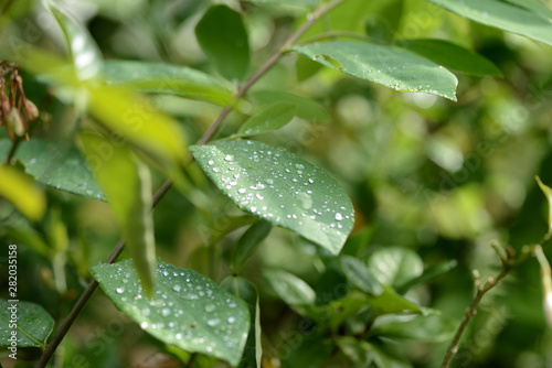 Raindrops on green leaves in tropical garden close-up