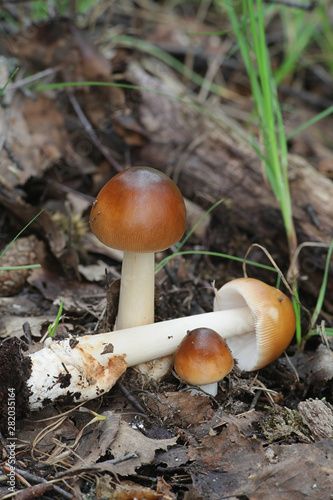 Amanita fulva, commonly called the tawny grisette, wild mushroom from Finland
