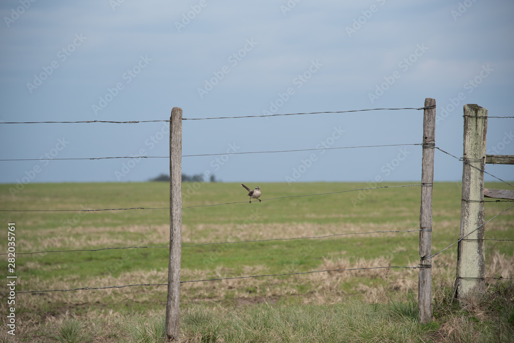 Fototapeta premium The bird that watches the gate of the farm 03