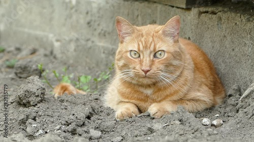 Big beautiful red cat lies on earth and watches what is happening. Full HD 1080p 25fps video.