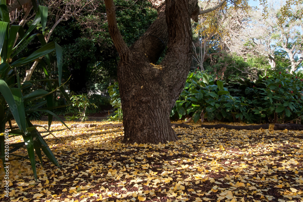 Sydney Australia, yellow autumn leaves on ground below a Ginkgo Biloba or Maiden Hair Tree Sydney Australia, yellow autumn leaves on ground below a Ginkgo Biloba or Maiden Hair Tree