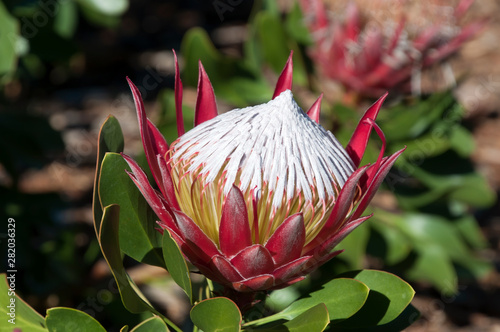 Sydney Australia, single flowerhead of protea cynaroides little prince  photo