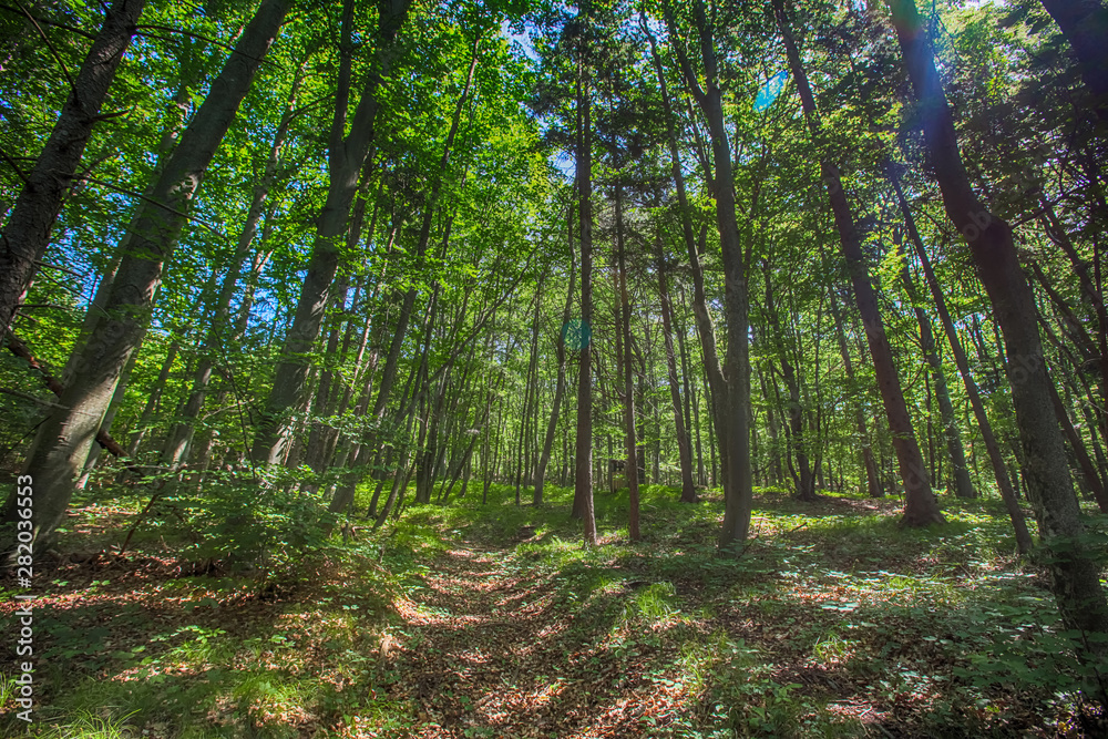 Obraz premium green forest in summer time