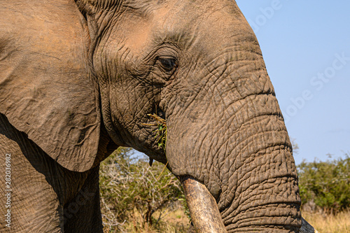 Close up of a large tusked African Elephant bull chewing on the lush green vegetation