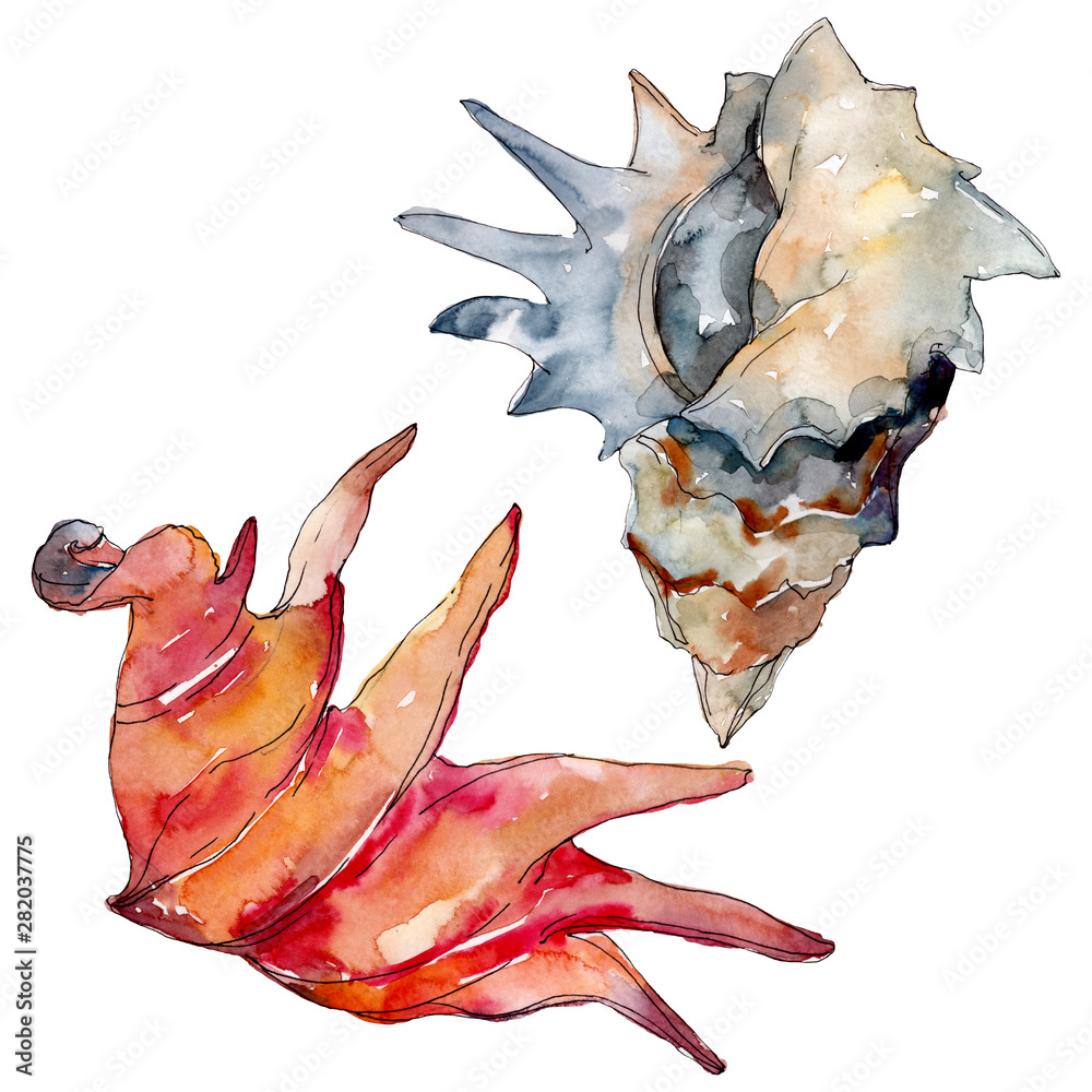 Fototapeta premium Summer beach seashell tropical elements. Watercolor background illustration set. Isolated shell illustration.