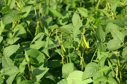 soy pods close-up, soybean or glycine max field with green soybean pods soy plantation background