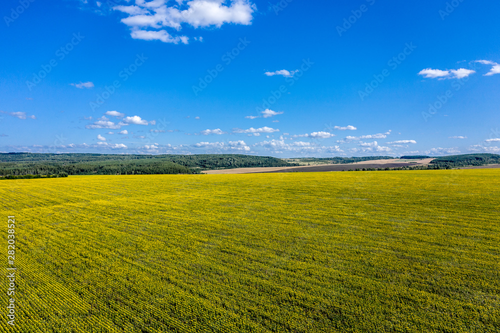 Landscape of a field of sunflowers aerial view. Clear blue sky and yellow field of sunflowers. Drone photography.