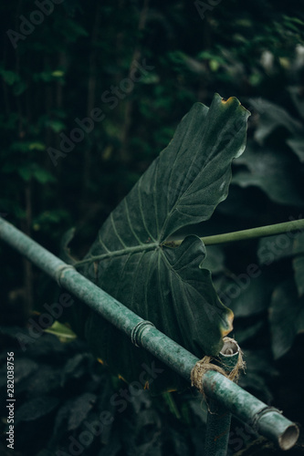  huge leaf of a plant, texture © Людмила Таможенко