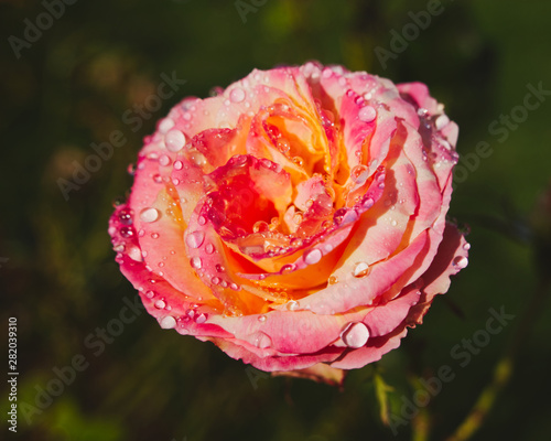 Pink Rose