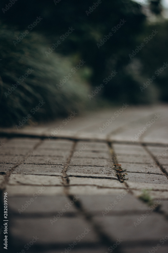 Obraz premium plants that grew through stone, selective focus 