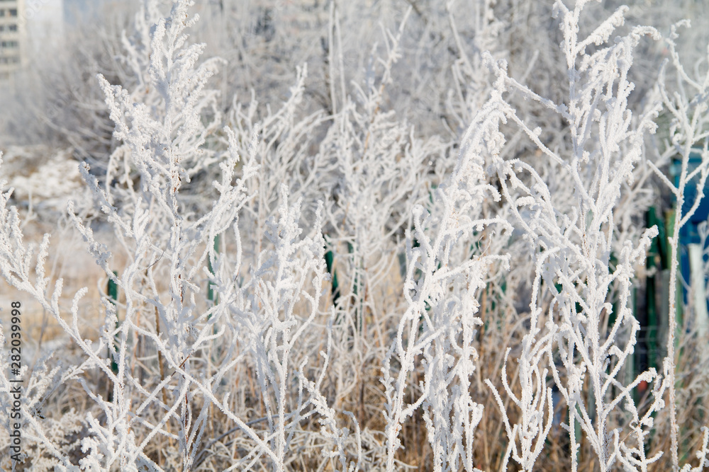Fototapeta premium frosted trees and grass and heavy snow in winter park as in fairy tales