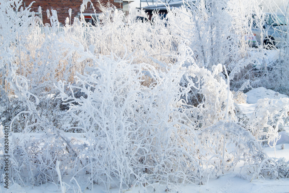 custom made wallpaper toronto digitalfrosted trees and grass and heavy snow in winter park as in fairy tales