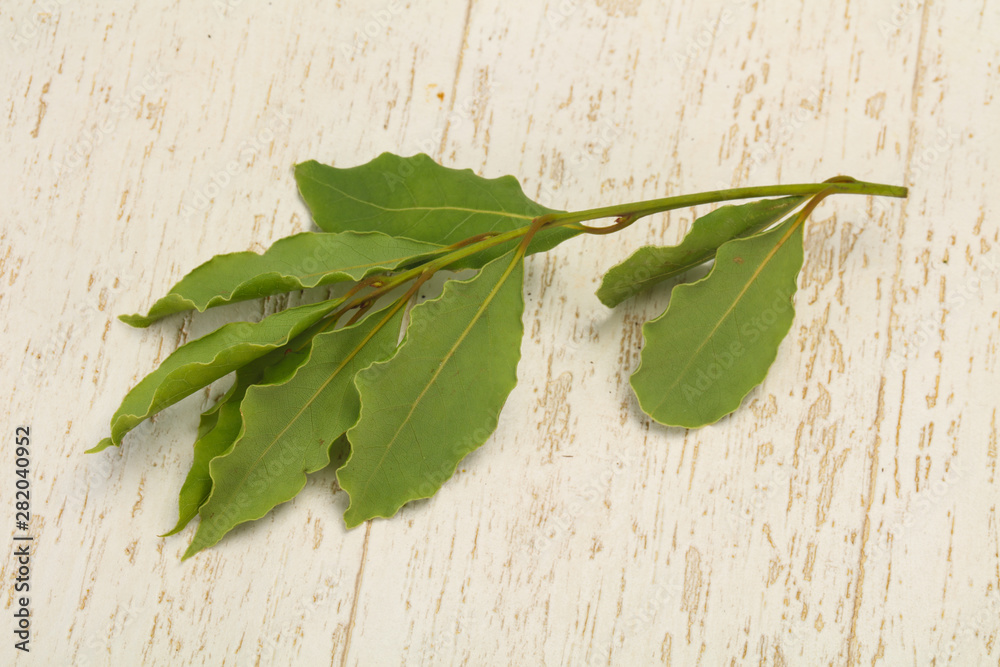 Green laurel leaves on the branch Green laurel leaves on the branch