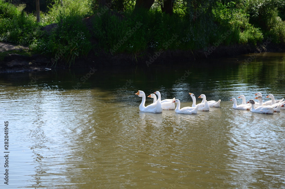 A domestic gooses on the lake at sunny day