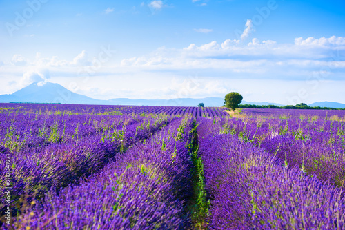 Lavender fields near Valensole, Provence, France. Beautiful summer landscape