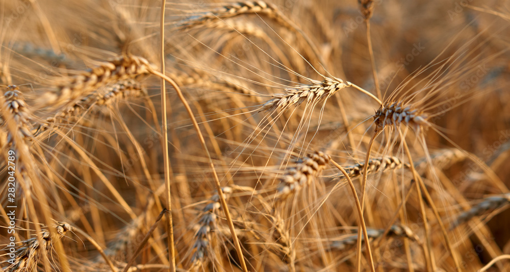Fototapeta premium Gold wheat grain field. Cereal farming. Barley in the golden-yellow farm is beautiful and waiting for harvest in the season. Rich harvest Concept