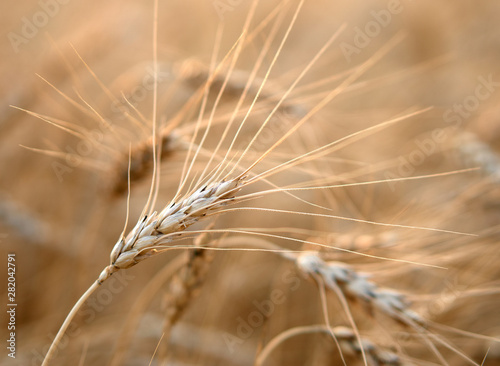 Gold wheat grain field. Cereal farming. Barley in the golden-yellow farm is beautiful and waiting for harvest in the season. Rich harvest Concept