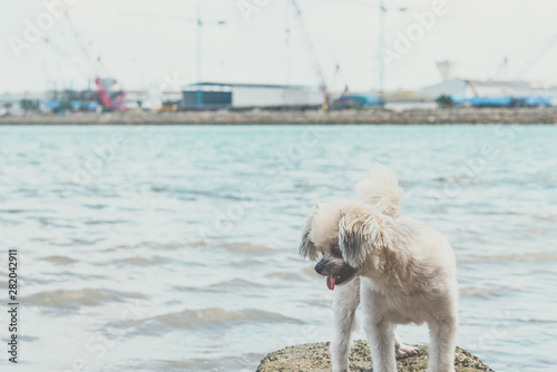 Dog happy fun on rocky beach when travel at sea © pongmoji