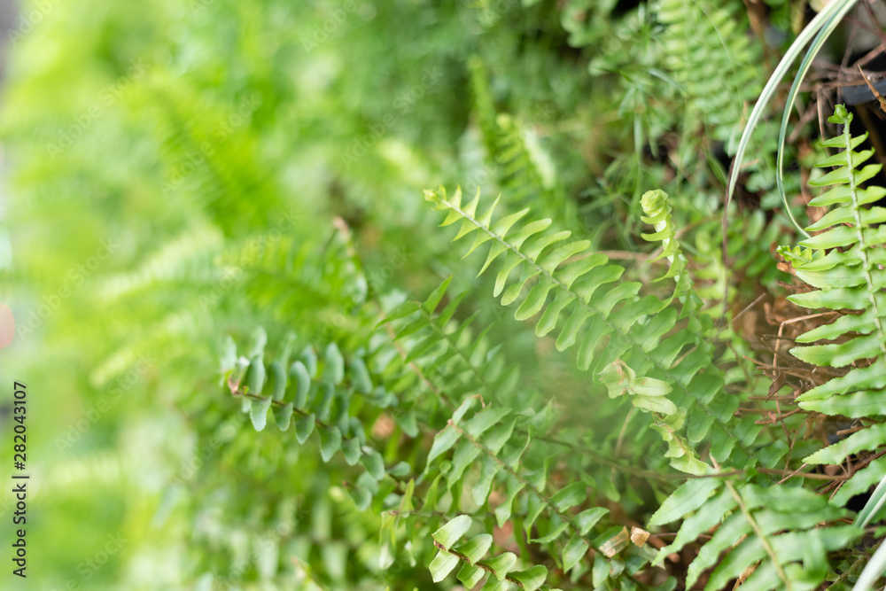 green fern with leaves on the wall