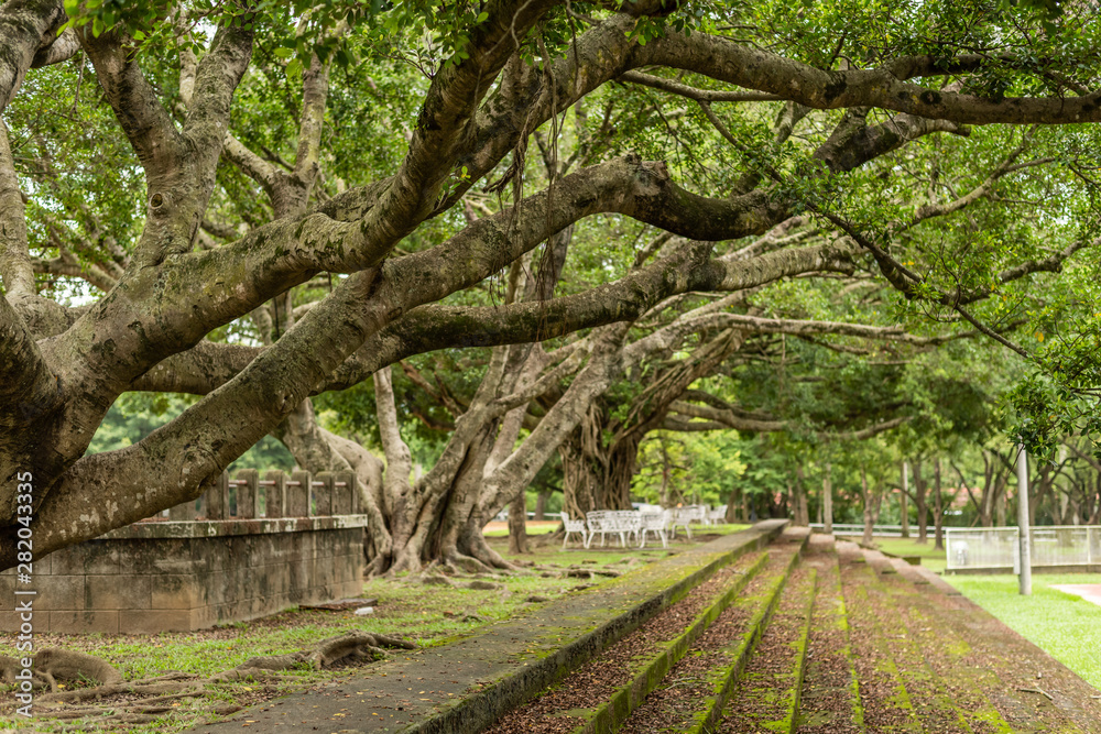 Fototapeta premium forest with stairs in a city