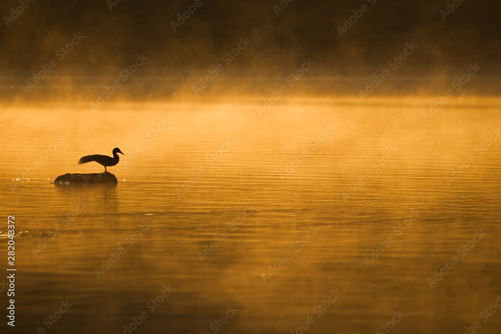 Vogel auf Stein im Wasser bei Sonnenaufgang