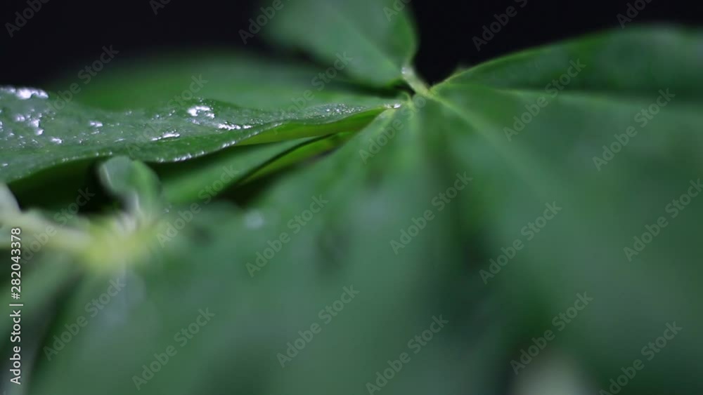 Extreme Close Up Of Green Plant Leaves in The Dark. Extreme Close Up Of Green Plant Leaves in The Dark.