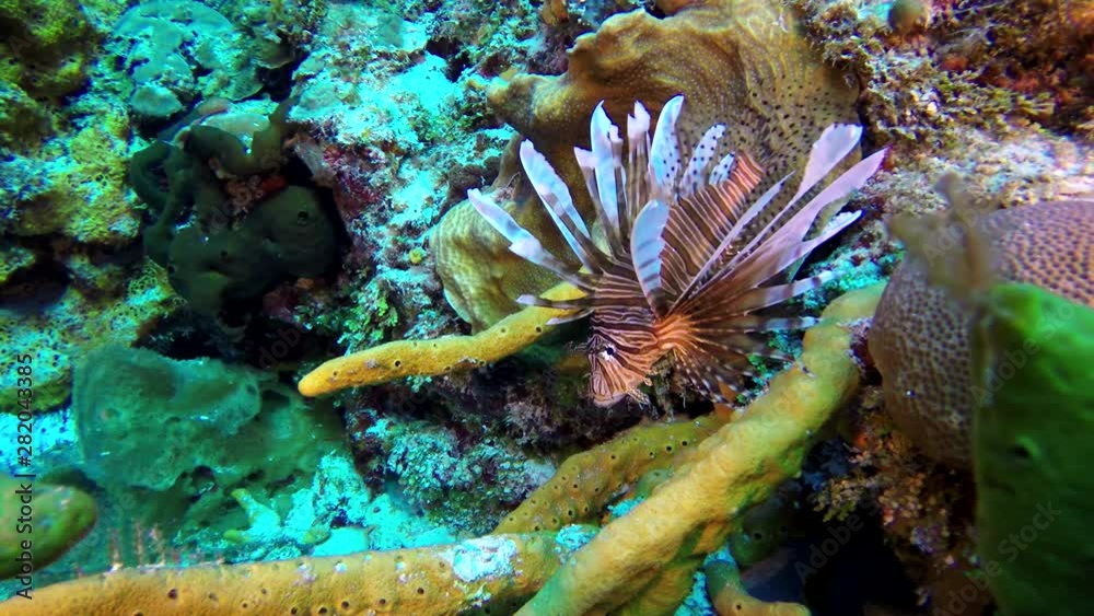 A red lionfish (Pterois volitans) hides in corals close up. A red lionfish (Pterois volitans) hides in corals close up.