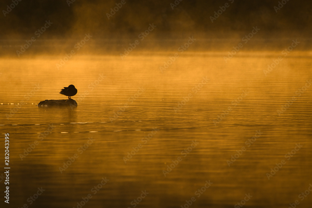 Vogel auf Stein im Wasser bei Sonnenaufgang