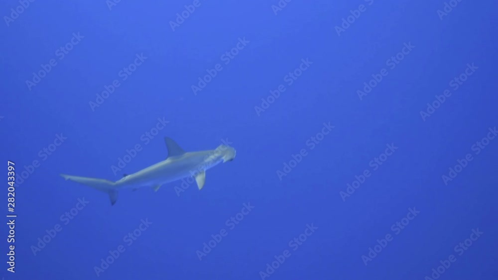 A lonely hammerhead shark floats in a distance in clear blue water A lonely hammerhead shark floats in a distance in clear blue water