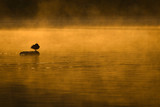 Vogel auf Stein im Wasser bei Sonnenaufgang