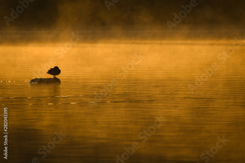 Obraz na płótnie Vogel auf Stein im Wasser bei Sonnenaufgang w salonie