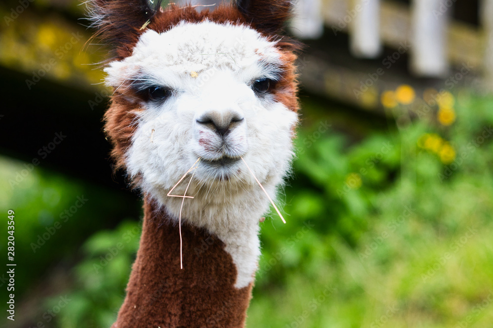 Alpaca Portrait